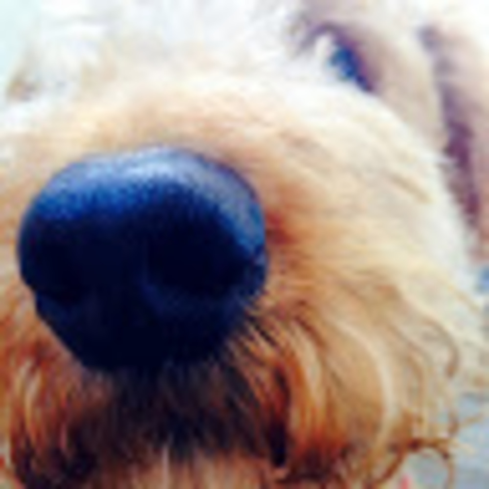 Meet your Posher, Susannah